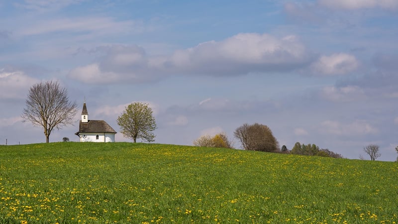 Magic Meadows