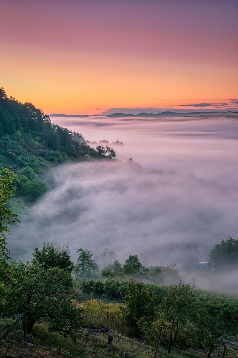 Magic Meadows