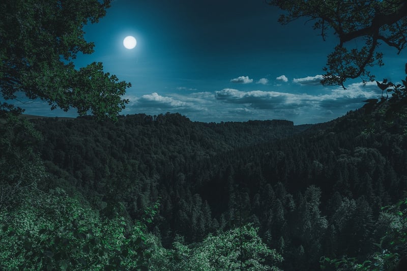 Moonlit Shadows